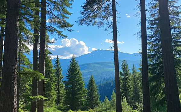 廊坊林業(yè)中級(jí)工程師職稱評(píng)定條件