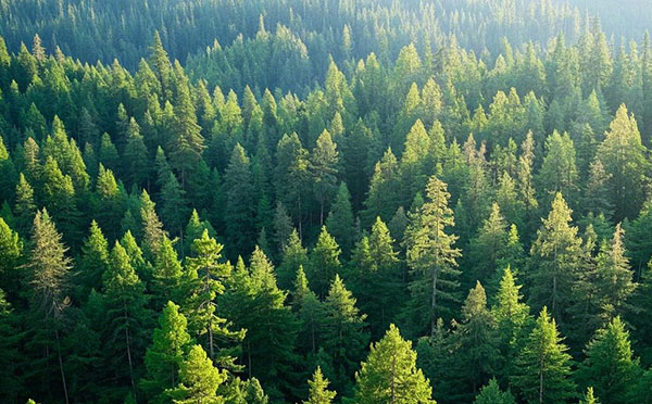 滄州林業(yè)中級(jí)工程師職稱評(píng)定條件